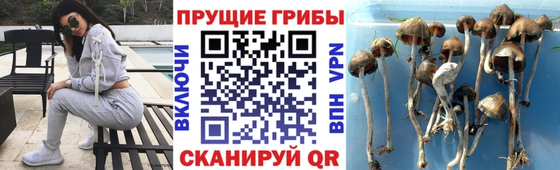 где продают наркотики Наволоки Псилоцибиновые грибы ЛСД